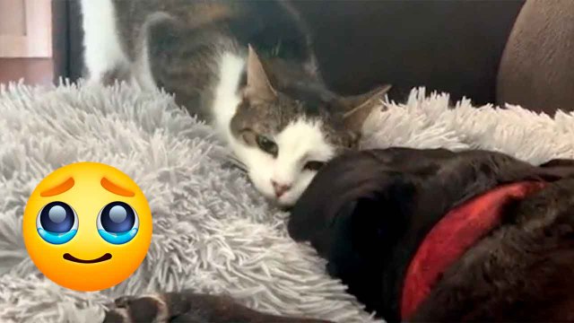 Ontroerende video: poes neemt afscheid van haar stervende ‘hondenbroer’