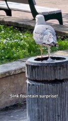 A Sweet Moment of Discovery As A Bird Interacts with The Garden Sink's Water