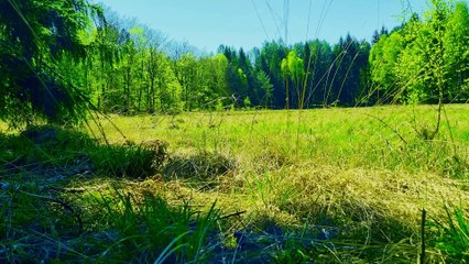 Magic of the Polish Forest- Cuckoo, Morning Birdsong & Roe Deer Bark  Relaxing Nature Sounds