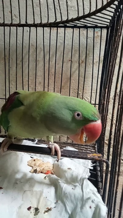 Trey Naseeb main Remix Song| Talking Parrot 🐦| Follow the Page Friends