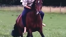Saleemoffical presentation- Osam horsegraphy #horse