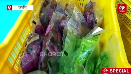 কাঁচা লঙ্কা উৎপাদনের হাব হয়ে উঠছে সিঙ্গুর, জাপানে রফতানিতে ভিয়েতনাম ও থাইল্যান্ডকে টেক্কা