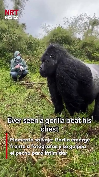 🦍📸 ¡Increíble! Un grupo de fotógrafos estaba tomando fotos de aves cuando de pronto un gorila espalda plateada apareció y los encaró golpeándose el pecho. ¡Qué momento tan salvaje! #NaturalezaPura #Gorila #VidaSalvaje