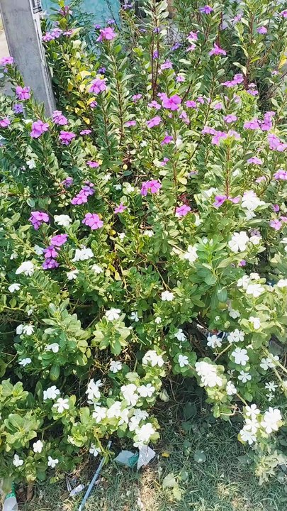 Beautiful Flowers _beauty _flowers #reels