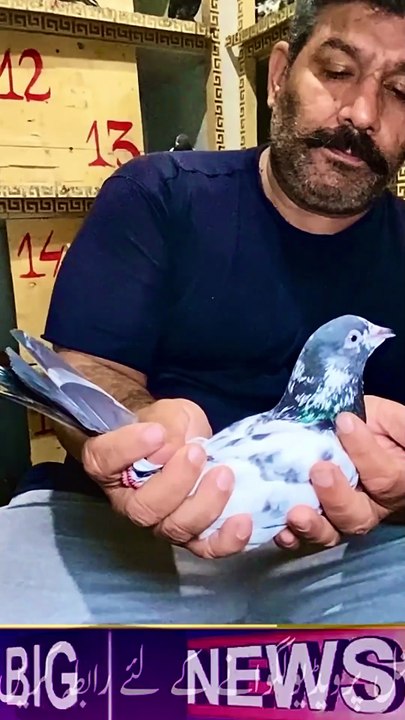 Subscribe Our YouTube Channel For Complete Videos https://www.youtube.com/@PakistanPigeonAssociation
