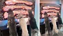 Vidéo hilarante : des chiens gourmands “deviennent fous” pour du bacon – même à la télé !