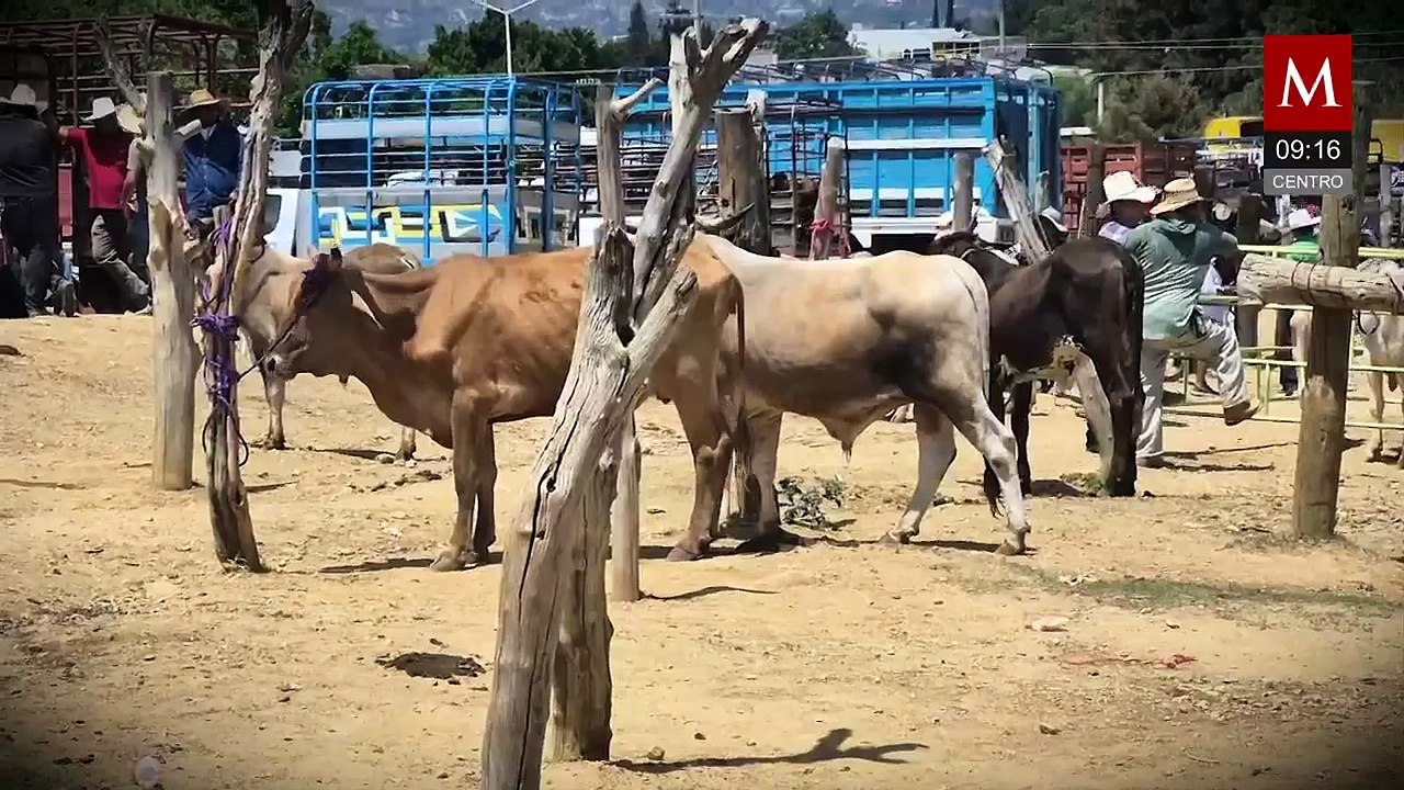 Reses libres de plaga del gusano barrenador en Oaxaca