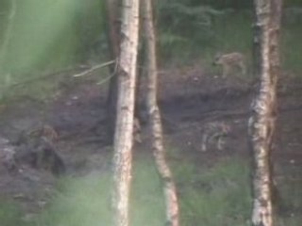 Marcassins avec mémé et maman