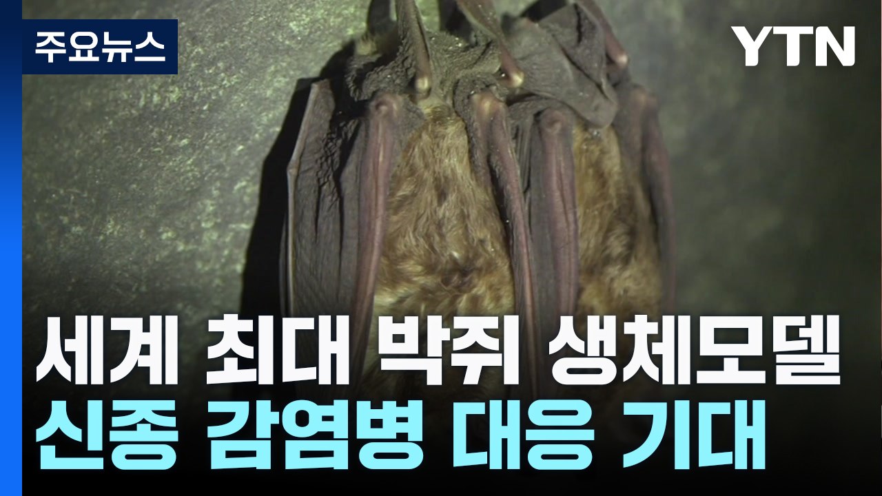 바이러스 저수지 '박쥐' 세계 최대 생체모델 구축...신종 감염병 대응! / YTN