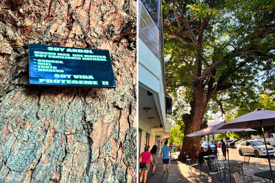 El árbol más antiguo de La Paz guarda una oscura leyenda de brujería