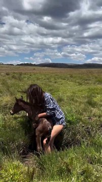 Rescued a wild horse foal a brumby five hours old.