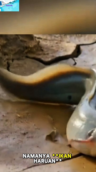 🎬Ikan Ini Bisa Jalan di Darat! Gak Takut Kering?!