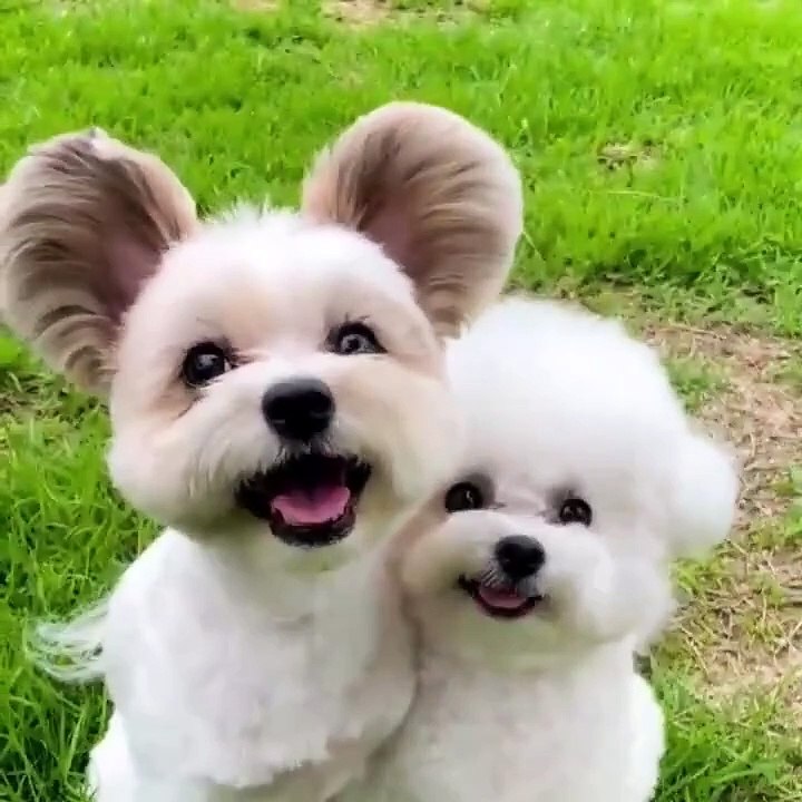 Absolutely adorable