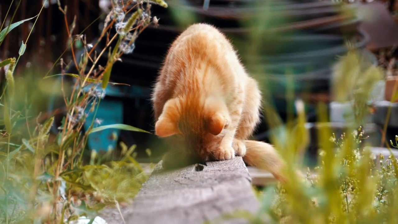 lovely cats