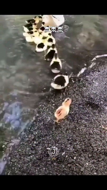 bro think he is duck