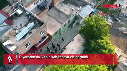 Diyarbakır’da 30 bin kök kenevir ele geçirildi