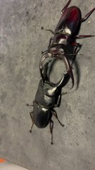 wrestling between two brothers super punch wow 😁