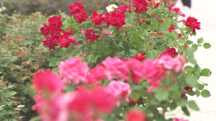 40년 맞은 놀이공원 장미축제...꽃과 향기 한가득 / YTN