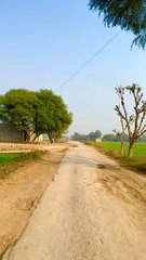 The Beauty of Pakistani Village Paths and Outskirts Homes"