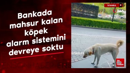 İstanbul'da bankada mahsur kalan köpek alarm sistemini devreye soktu