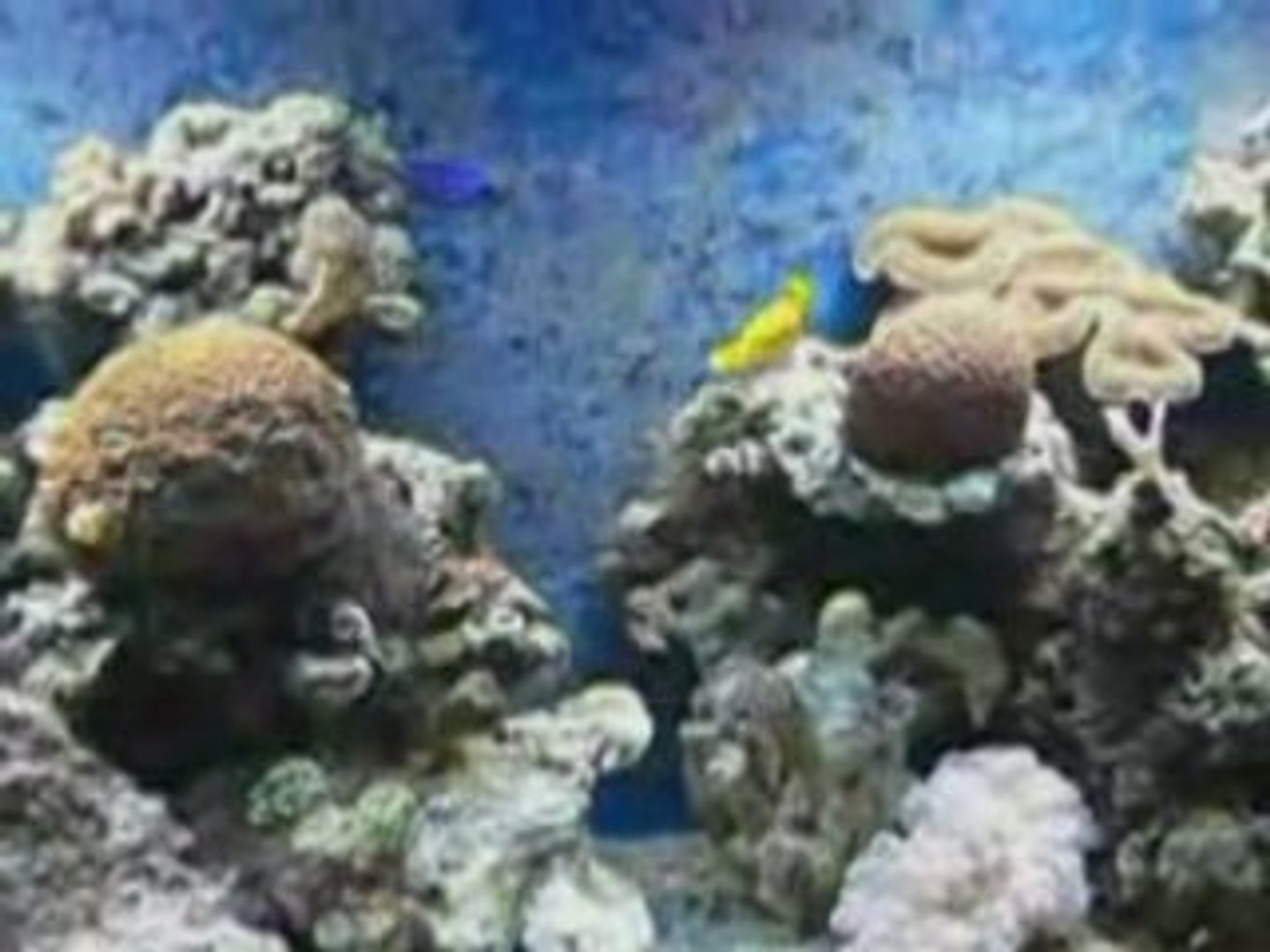 ⁣Аквариумы.Les aquariums