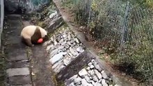 The daily life of pandas 🐼(101)   #Panda #Lovely