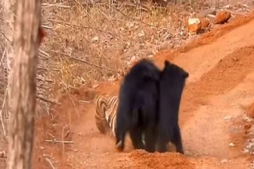 बच्चे को बचाने बाघ से भिड़ गई मादा भालू