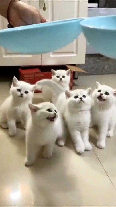 Cutest & Funniest Cats That Will Make Your Day | Try Not to Laugh Challenge! #funnycats #catshorts #cutekittens #viralvideo #petlovers