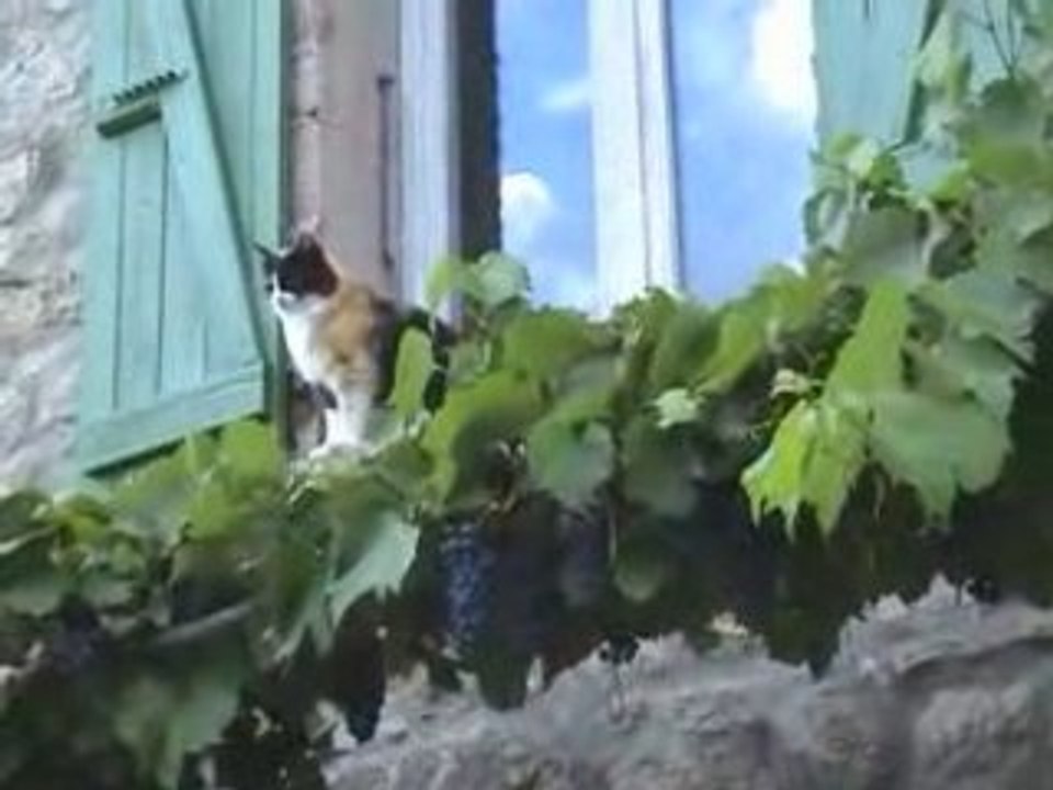 CARAMEL sur la treille