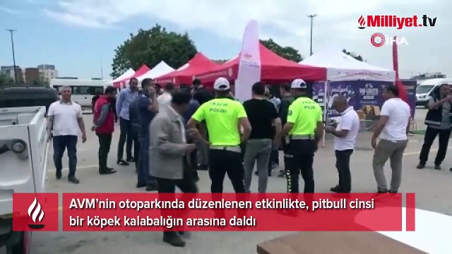 Pitbull kalabalığın arasına daldı! Bir kişi yaralandı, 4 kişi zor zapt etti
