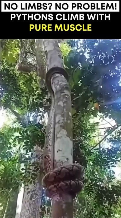 Python climb tree with pure muscle #snake #snakevideo #shortsfeed