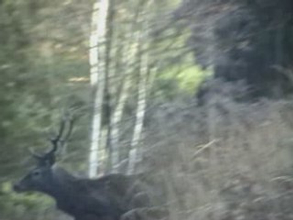 Panique dans la forêt