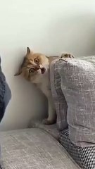 How to funny videos the interested videos