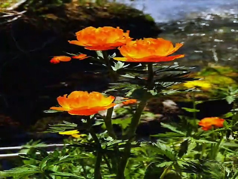 ❤ ZAWSZE BĄDŹ BLISKO MNIE ❤ (480p)