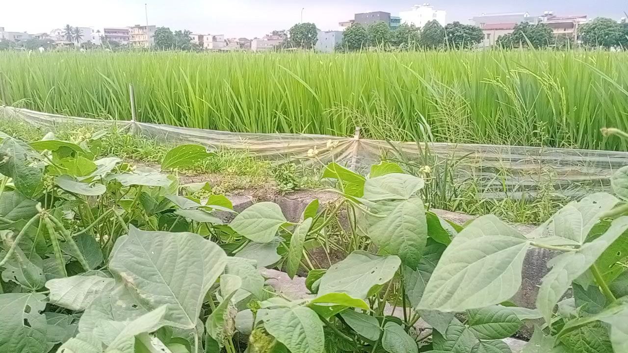 rice field