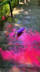 Rolling colorfull bottle on the stair 👻👻