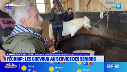 Fécamp: les chevaux utilisés pour améliorer le bien-être des seniors