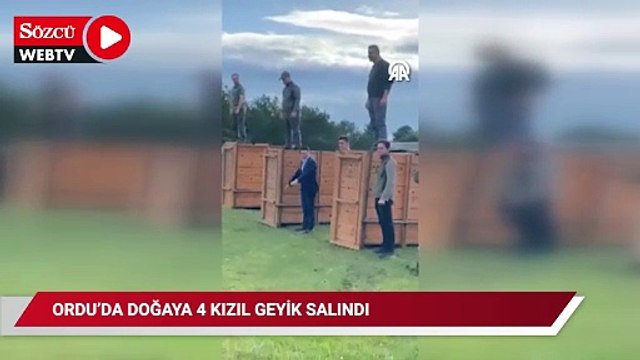 Ordu'da doğaya 4 kızıl geyik salındı