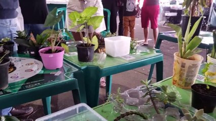 Troque amor em forma de planta neste domingo na Feira do Teatro!