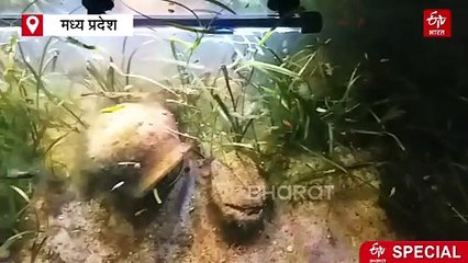 शहडोल में बसता है मछलियों का संसार, रिसर्च के साथ स्टार्टअप्स की ट्रेनिंग