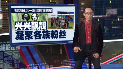 大马熊猫兴兴靓靓今日启程回中国，粉丝依依不舍🐼