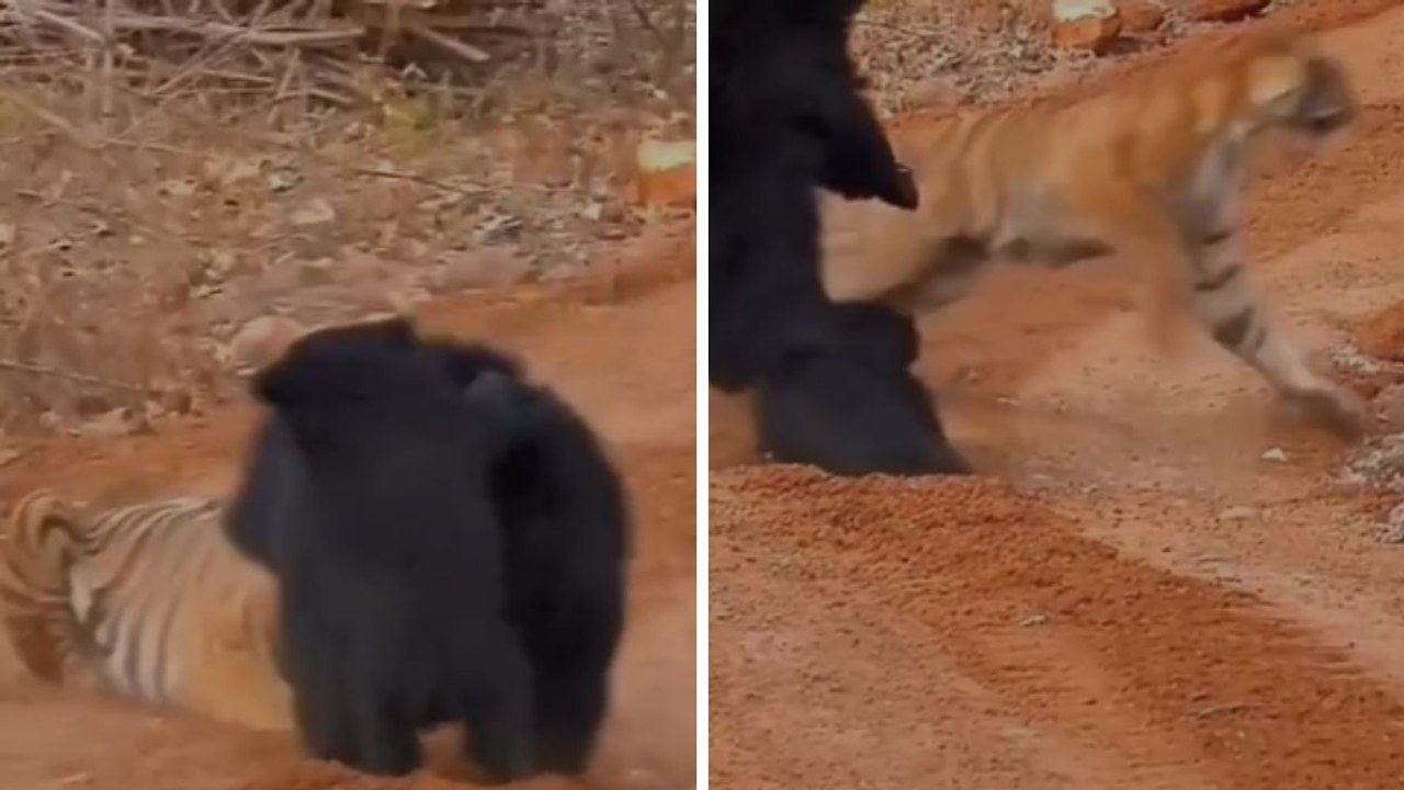 Caught on Camera: Fearless mother bear fights off tiger to save her cub