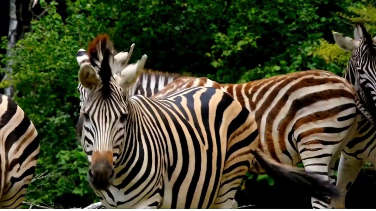 Africa’s Striped Beauty: The Zebra