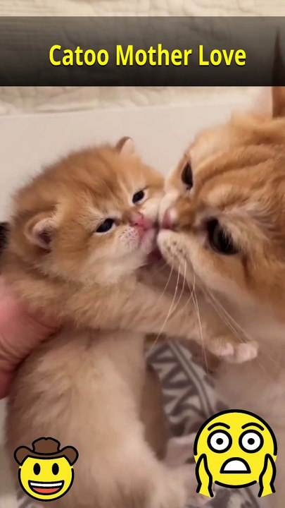 Catoo’s Motherly Love: A Heartwarming Story of Bonding and Care  #Catoo #CatLove #MotherCat #CuteCats #KittenLove