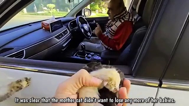 A stray cat jumped on my car and asked me to take her kittens home.._360p