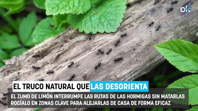 Ni vinagre ni laurel: el sencillo truco para eliminar las hormigas de casa cuando todo lo demás falla