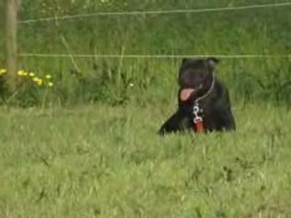 Staffie 1