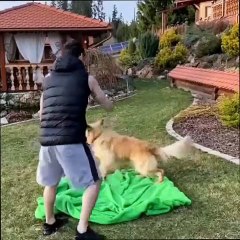 "Dogs Just Being Dogs: Hilarious Moments Caught on Camera"