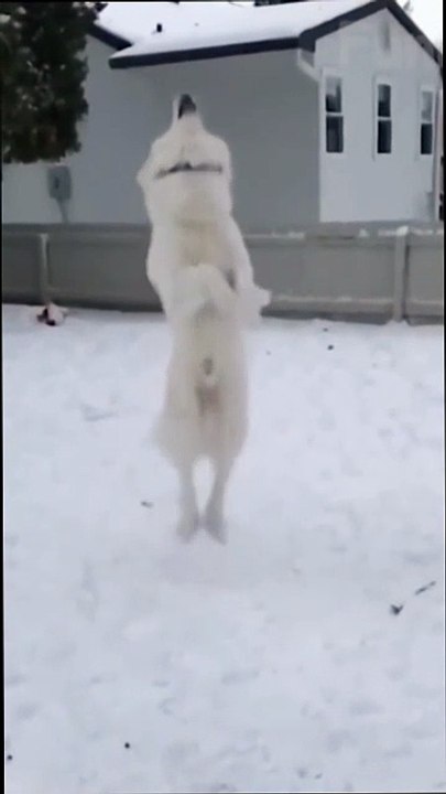 "Снежные Приключения и Неожиданные Друзья 🐾💕"