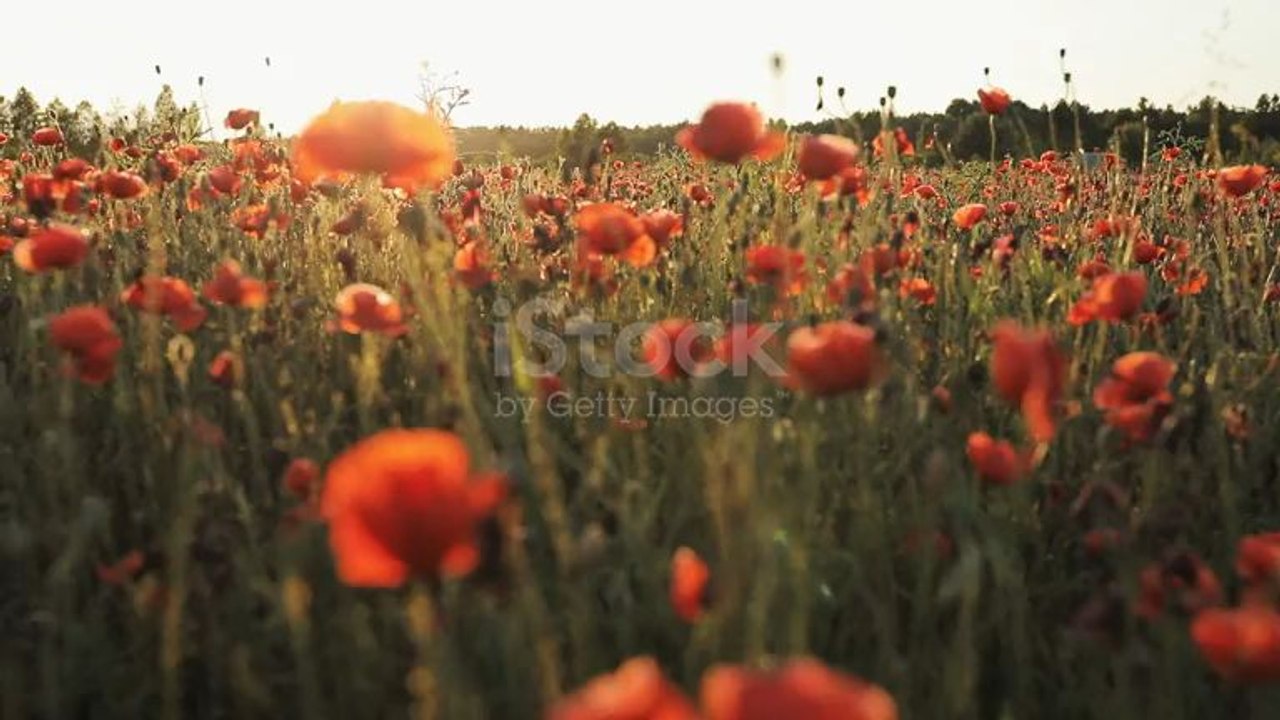 coquelicots 3